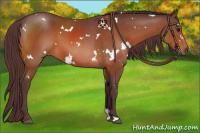 Horse Color:White Spotted Chocolate Brown