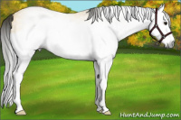 Horse Color:Gray Buckskin Splash 