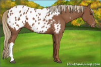 Horse Color:Chestnut Appaloosa