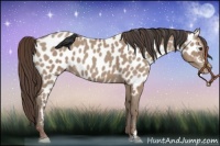 Horse Color:Classic Champagne Appaloosa 