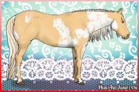 Horse Color:Palomino Roan Appaloosa and Palomino Roan