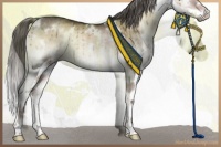 Horse Color:White Spotted Liver Red Dun Onyx Mushroom Splash Rabicano Brindle 