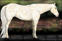 Horse Color:Palomino Appaloosa and Palomino Splash Appaloosa