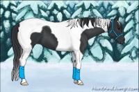 Horse Color:Black Tobiano 
