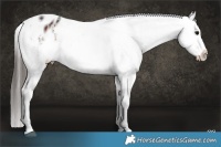 Horse Color:Brown Appaloosa Rabicano 