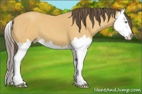 Horse Color:Amber Cream Champagne Splash 