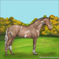 Horse Color:White Spotted Silver Black Pearl Sabino 