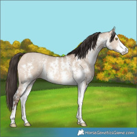 Horse Color:Amber Champagne Dun Sabino 