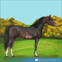 Horse Color:Brown Sabino 