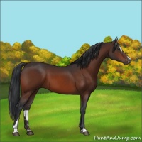 Horse Color:Brown Sabino