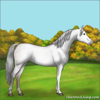 Horse Color:Gray Liver Red Dun 