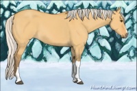 Horse Color:Silver Buckskin Dun 