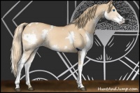 Horse Color:White Spotted Red Dun Splash Rabicano 