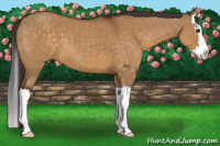 Horse Color:Buckskin Dun Sabino Splash 