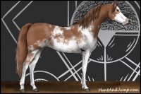 Horse Color:Chestnut Sabino 