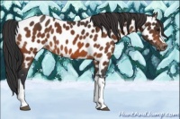 Horse Color:Brown Near Leopard 