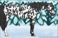 Horse Color:Black Appaloosa