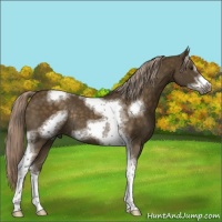 Horse Color:White Spotted Chocolate Palomino Tobiano Frame Rabicano 
