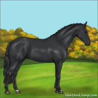Horse Color:Black 