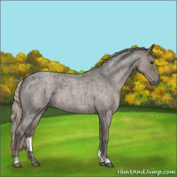 Horse Color:Silver Blue Roan