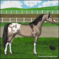 Horse Color:Brown Dun Appaloosa 