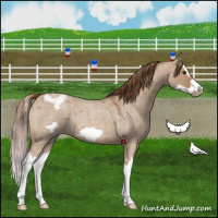 Horse Color:Red Dun Roan Splash Frame Varnish Rabicano 