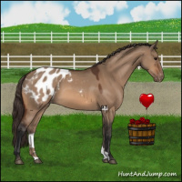 Horse Color:Bay Dun Appaloosa