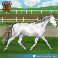 Horse Color:Bay Dun Appaloosa 