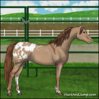Horse Color:Red Dun Appaloosa