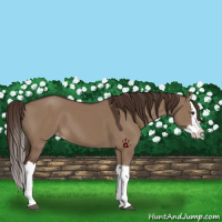 Horse Color:Liver Red Dun Splash Varnish 