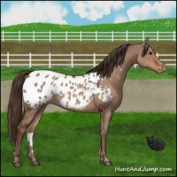 Horse Color:Liver Red Dun Appaloosa 