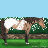 Horse Color:Bay Dun Snowcap 