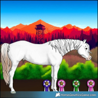 Horse Color:Black Appaloosa 