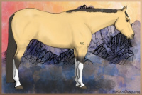Horse Color:Buckskin Tobiano 