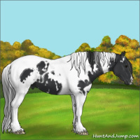 Horse Color:White Spotted Black Tobiano