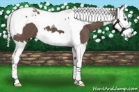Horse Color:Silver Black Splash Tobiano 