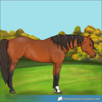 Horse Color:Bay 