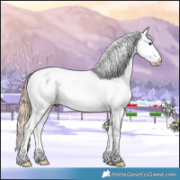 Horse Color:Chestnut Appaloosa 