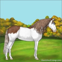 Horse Color:Chestnut Splash 
