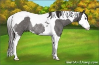 Horse Color:Smoky Blue Roan Splash Tobiano Rabicano