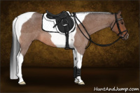Horse Color:Bay Roan Tobiano