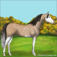 Horse Color:Bay Dun Splash