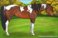 Horse Color:Brown Tobiano