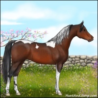 Horse Color:Brown Tobiano