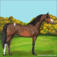 Horse Color:Bay Appaloosa 