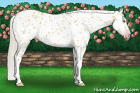 Horse Color:Gray Silver Amber Cream Champagne Roan Dun Splash Tobiano Frame Appaloosa Rabicano 