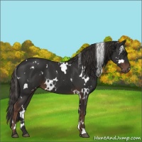 Horse Color:White Spotted Liver Chestnut 