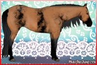 Horse Color:Void White Spotted Bay 
