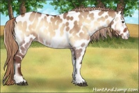 Horse Color:Red Dun Onyx Appaloosa