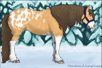 Horse Color:Buckskin Sabino Appaloosa